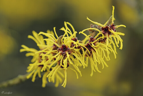 Zaubernuss_Hamamelis_20250129_0001_B_Web.jpeg