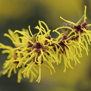 Zaubernuss_Hamamelis_20250129_0001_B_Web