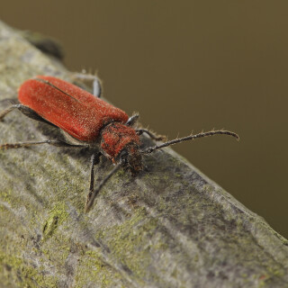 Rothaarbock_Pyrrhidium-sanguineum_20250128_0002_B_Web