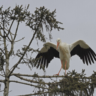 Weissstorch_Ciconia-ciconia_20250130_0032_B_Web