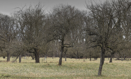 Streuobstwiese_20250124_0004_B_HDR-ausgewog_Web.jpeg