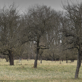 Streuobstwiese_20250124_0004_B_HDR-ausgewog_Web