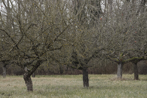 ...mit den letzten Äpfel
Streuobstwiese, Meadow orchard

Aufnahmeort:	Rheinebene	
Kamera:	Canon	EOS 6D
Objektiv:	Canon	EF 70-200mm
Stativ, CPL Filter		
		
# 00363

© Alle von mir veröffentlichten Bilder unterliegen dem Urheberrecht und dürfen ohne meine schriftliche Genehmigung nicht verwendet werden.