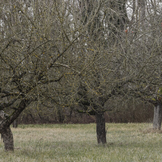 Streuobstwiese_20250124_0006_B_HDR-ausgewog_Web