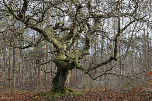 Suentel-Buche_Fagus-sylvatica-var.-suentelensis_20250130_0006_B_HDR-foto_B.jpeg