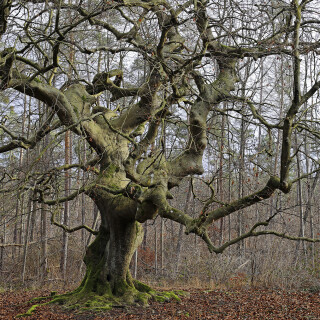 Suentel-Buche_Fagus-sylvatica-var.-suentelensis_20250130_0006_B_HDR-foto_B