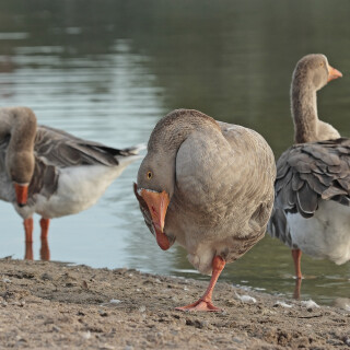 Graugans_Anser-anser_20120804_0018_Web