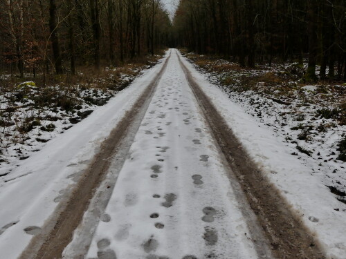 2025 01 09 Restschnee Waldweg 1