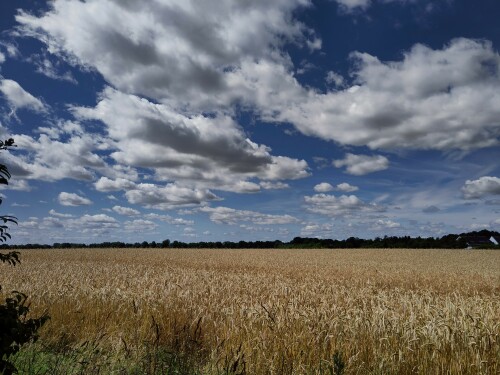 Anfang Juli 2024: herrliches Wetter und ein reifes Kornfeld in Köln-Brück