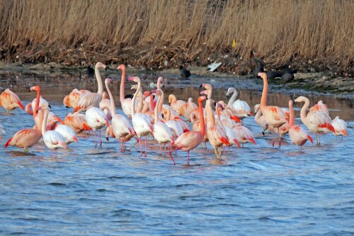 2.3-flamingos-aus-zwillbrock-im-winterquartier-am-grevelinger-meer-1.-2025.jpeg