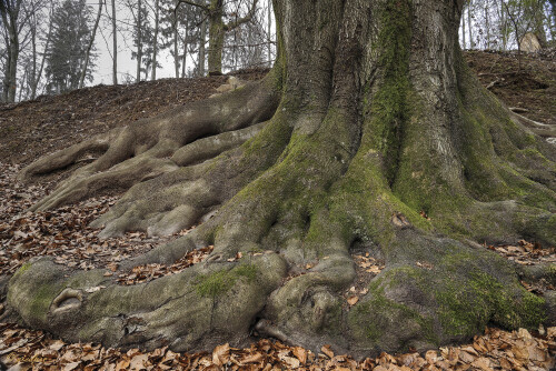 Rotbuche_Fagus-sylvatica_20250210_0001_B_HDR-ausgewog_Web.jpeg