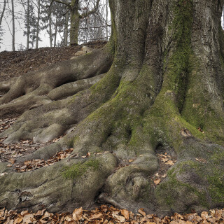 Rotbuche_Fagus-sylvatica_20250210_0001_B_HDR-ausgewog_Web