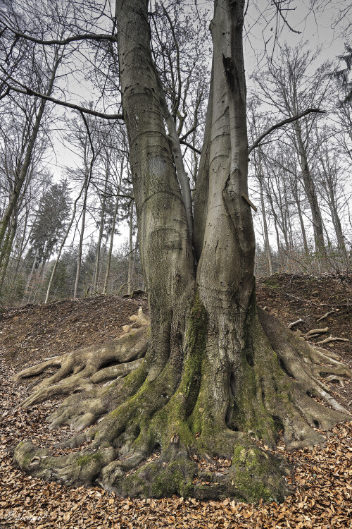 Rotbuche_Fagus-sylvatica_20250210_0002_B3_HDR-akzent_Web.jpeg