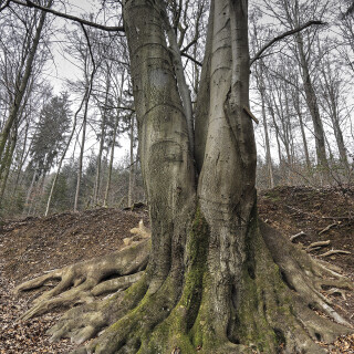 Rotbuche_Fagus-sylvatica_20250210_0002_B3_HDR-akzent_Web