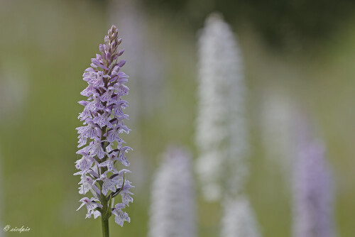 Fuchs-Knabenkraut_Dactylorhiza-fuchsii_20160618_0016_B_Web.jpeg