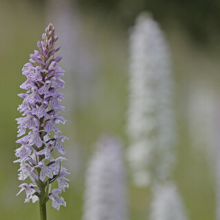 Fuchs-Knabenkraut_Dactylorhiza-fuchsii_20160618_0016_B_Web