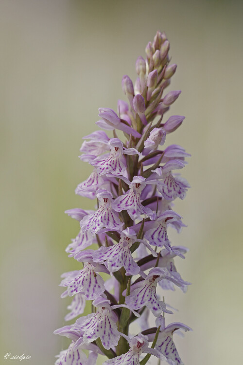 Fuchs-Knabenkraut_Dactylorhiza-fuchsii_20160618_0032_B_Web.jpeg