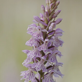 Fuchs-Knabenkraut_Dactylorhiza-fuchsii_20160618_0032_B_Web