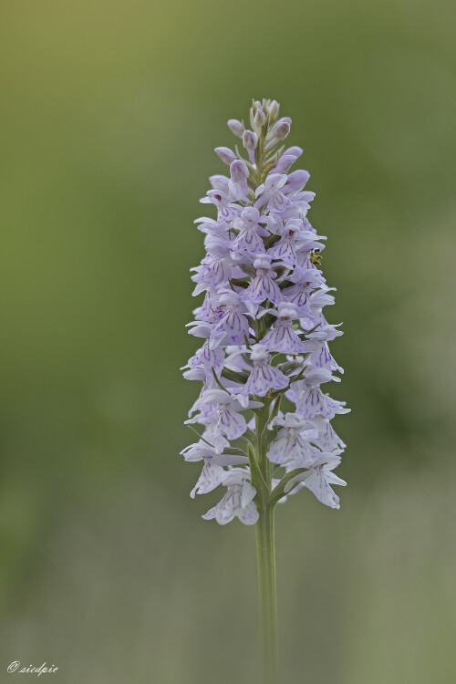 Fuchs-Knabenkraut_Dactylorhiza-fuchsii_20170613_0041_B_Web.jpeg