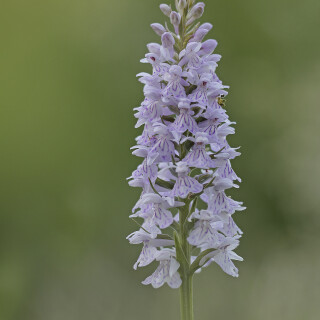 Fuchs-Knabenkraut_Dactylorhiza-fuchsii_20170613_0041_B_Web