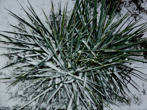 2025-02-16-Yucca-im-Schnee-3.jpeg