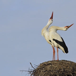 Weissstorch_Ciconia-ciconia_20250221_0001_B_Web