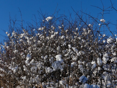 2025-02-17-Hesselberg-Schneeballchen-in-Schlehenhecke-1.jpeg