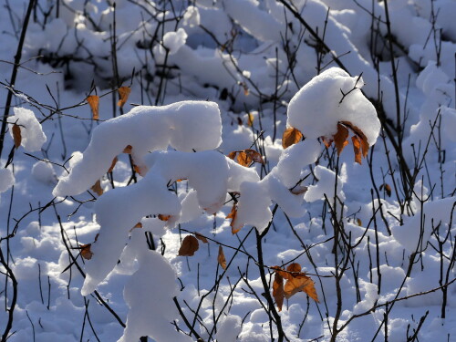 2025-02-17-Hesselberg-Schneegieger-5.jpeg