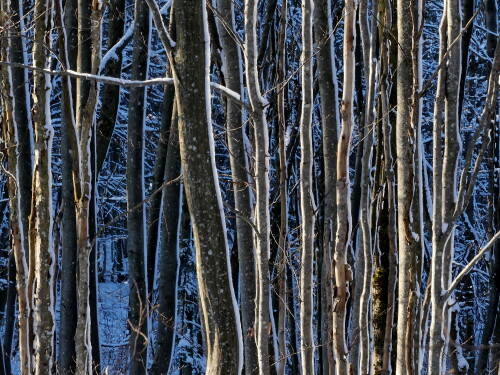 2025-02-17-Hesselberg-angeschneiter-Buchenwald-1.jpeg