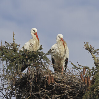 Weissstorch_Ciconia-ciconia_20250221_0002_B_Web