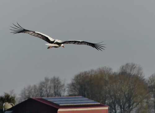 2025-02-22-Storchenflug.jpeg