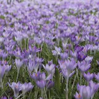 Krokus_Crocus_20170303_0010_1_Web