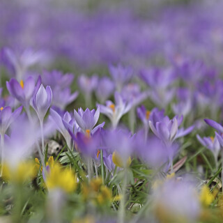 Krokus_Crocus_20170303_0015_B_Web