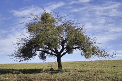 Apfelbaum_Malus_20250303_0001_B1_F-Natlebend_Web.jpeg