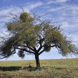 Apfelbaum_Malus_20250303_0001_B1_F-Natlebend_Web