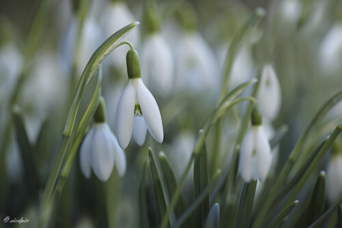 Schneegloeckchen_Galanthus_20250302_0001_B_Web.jpeg