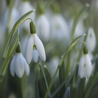 Schneegloeckchen_Galanthus_20250302_0001_B_Web