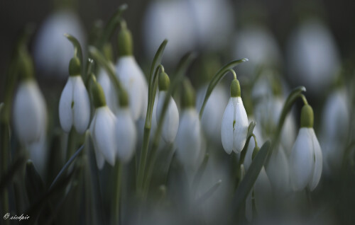 Schneegloeckchen_Galanthus_20250302_0003_B1_Web.jpeg