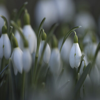 Schneegloeckchen_Galanthus_20250302_0003_B1_Web