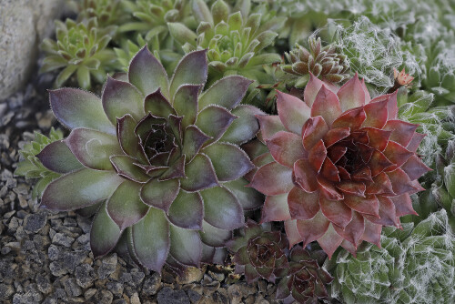 Hauswurz_Sempervivum_20250309_0001-32_B_Web.jpeg