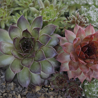 Hauswurz_Sempervivum_20250309_0001-32_B_Web