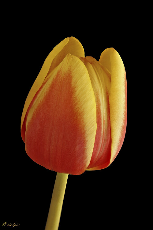 Tulpe_Tulipa_20250310_0002-43_B_Web.jpeg