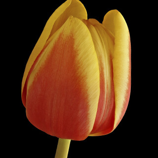 Tulpe_Tulipa_20250310_0002-43_B_Web