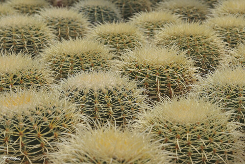 Echinocactus grusonii, Goldkugelkaktus, Schwiegermuttersitz, Golden barrel cactus, Mother-in-law's cushion

Aufnahmeort:	Kakteenland Steinfeld	
Kamera:	Canon	EOS 60D
Objektiv:	Canon	EF 28-70mm
		
		
# 00405

© Alle von mir veröffentlichten Bilder unterliegen dem Urheberrecht und dürfen ohne meine schriftliche Genehmigung nicht verwendet werden.