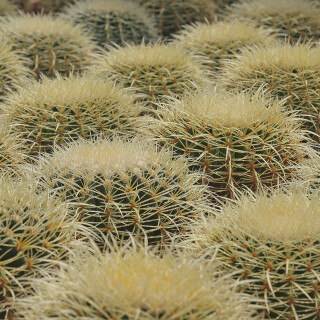 Kaktus_Echinocactus-grusonii_20150519_0001_1_Web