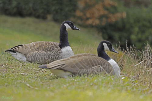 Kanadagans_Branta-canadensis_20250310_0001_B_Web.jpeg