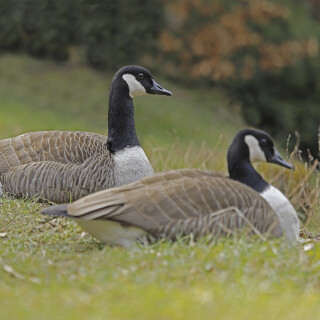 Kanadagans_Branta-canadensis_20250310_0001_B_Web