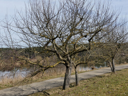 2025-03-04-das-struppige-Los-vieler-Streuobstbaume.jpeg