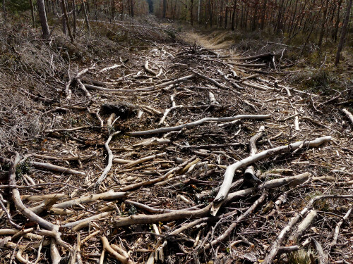 2025 03 04 ich war heute gewaltig auf dem Holzweg 1