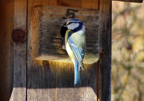 2025 03 05 Blaumeise Besitznahme Nr 5